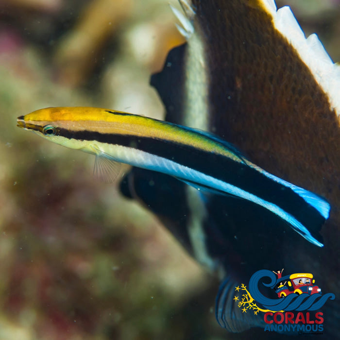 bluestreak cleaner wrasse 3
