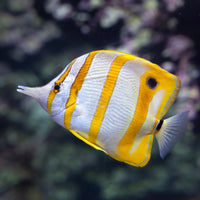 Copperband Butterfly Fish