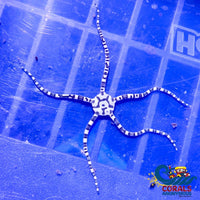 Harlequin Serpent Star