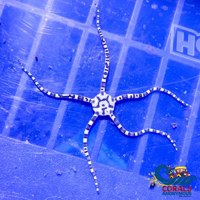 Harlequin Serpent Star