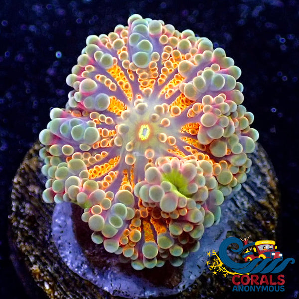 corals-anonymous-default-title