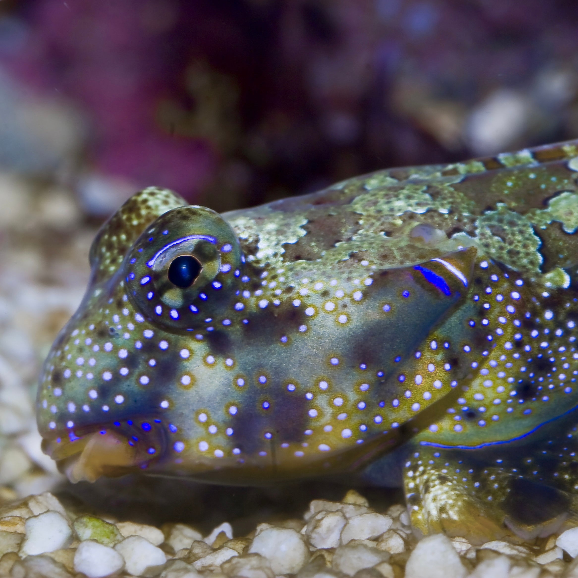 corals-anonymous-default-title