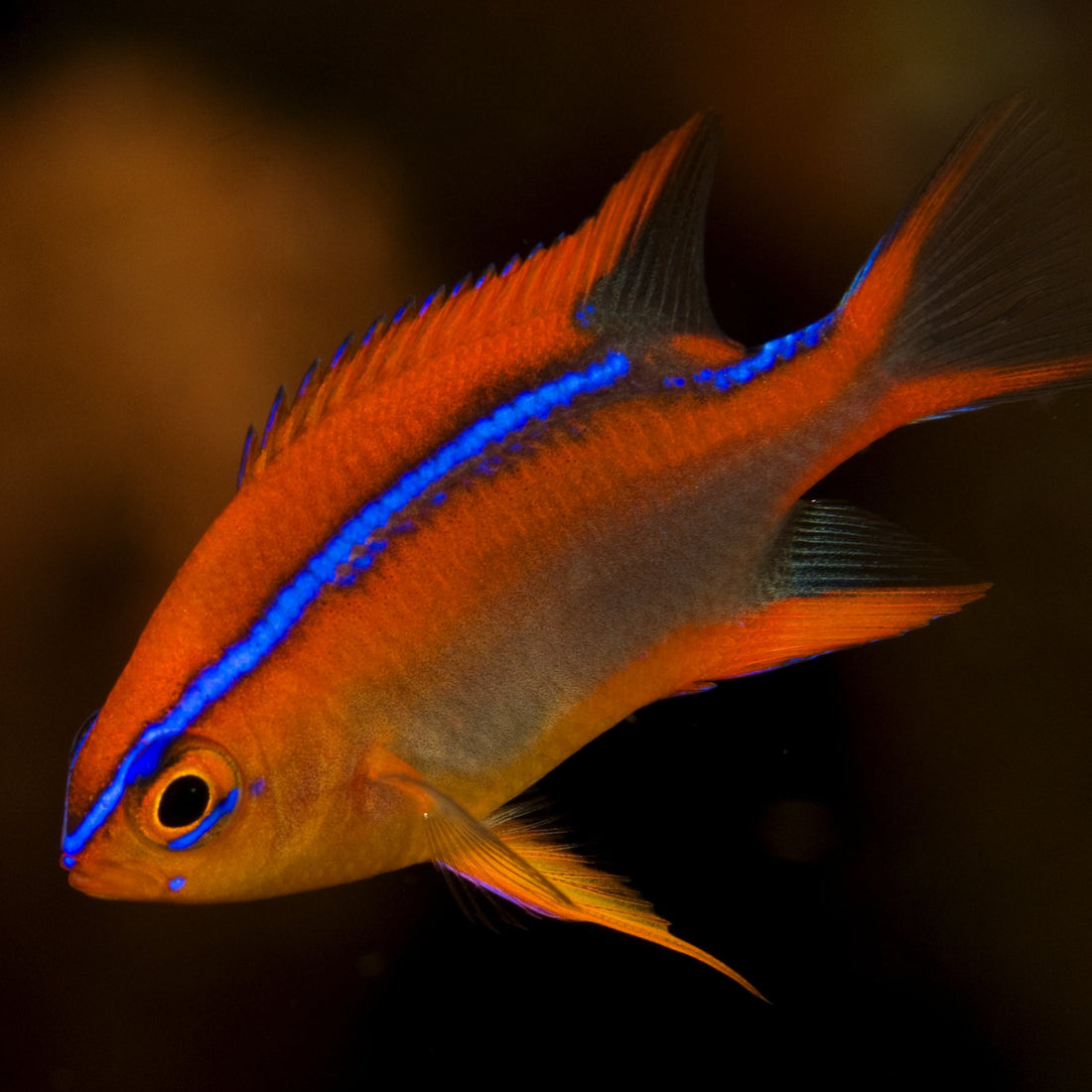 Orange Honey Damsefish (Cross's Damselfish)