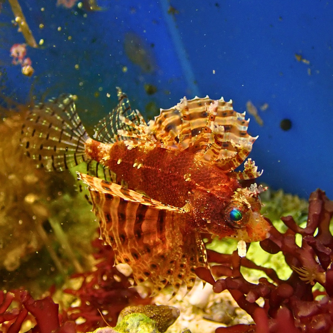 Red Dwarf Lion Fish (Venomous) - Corals Anonymous