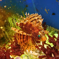 Red Dwarf Lion Fish (Venomous) - Corals Anonymous