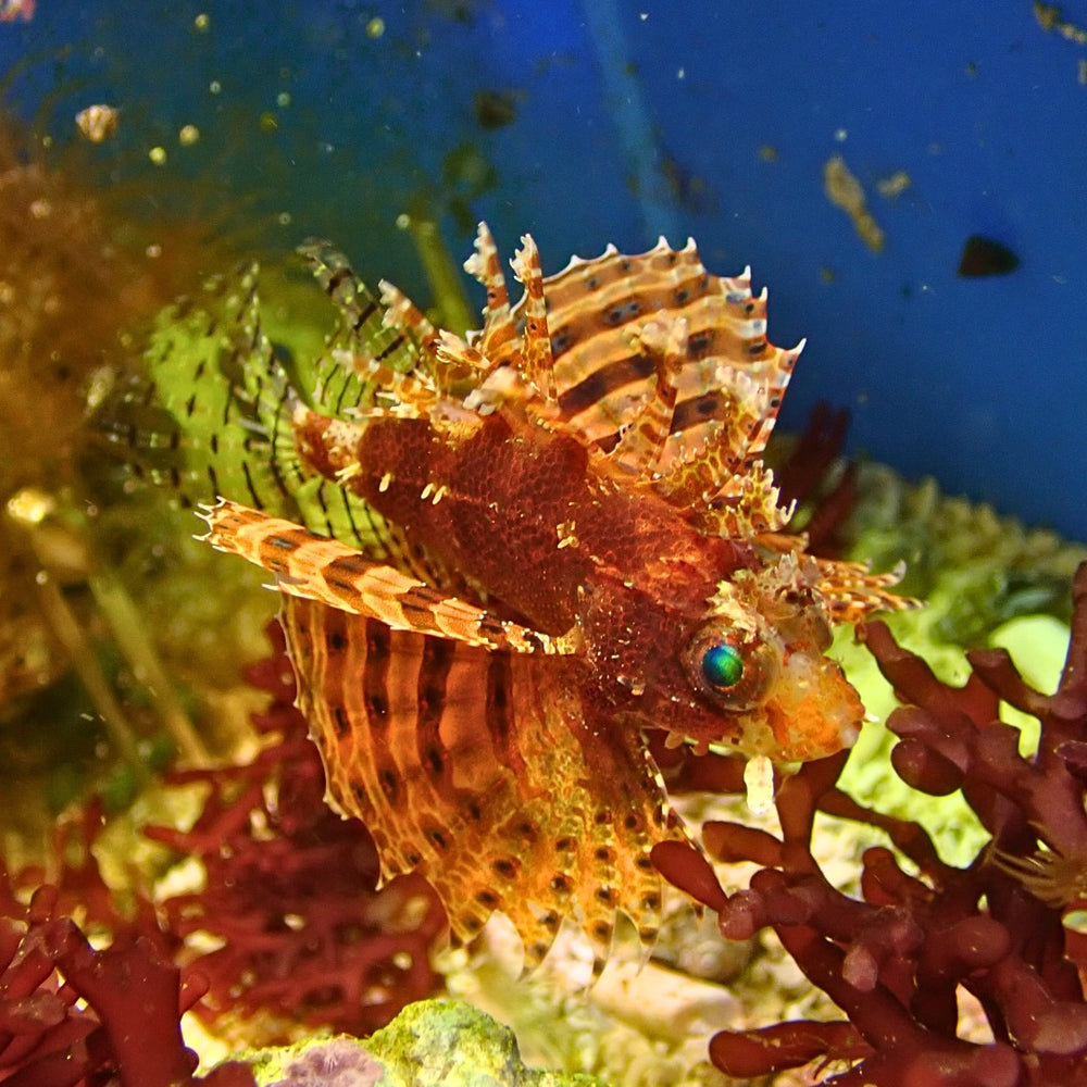 Red Dwarf Lion Fish (Venomous) - Corals Anonymous