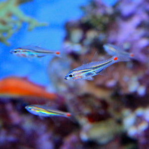 Red-spot Cardinalfish - Corals Anonymous