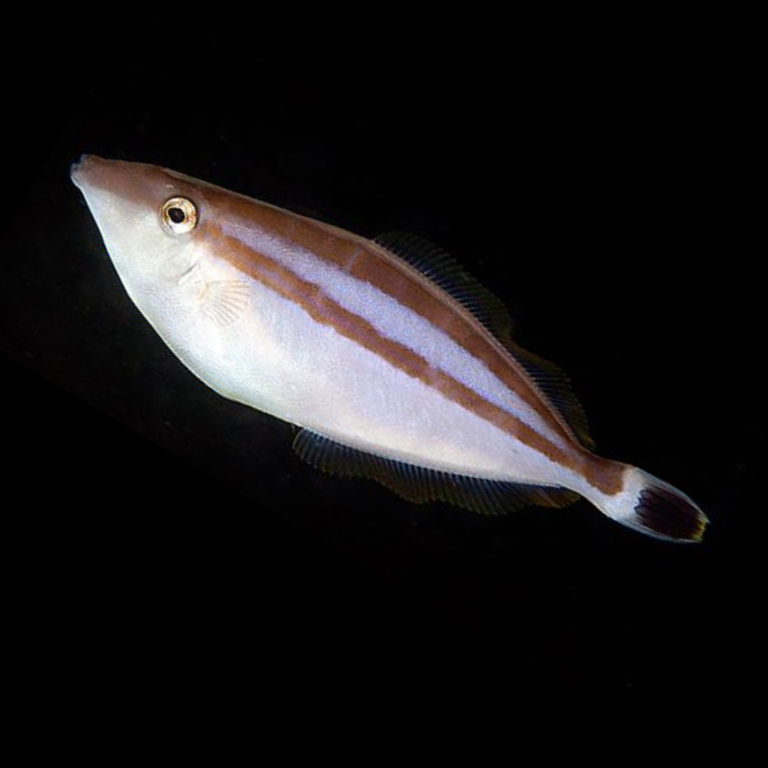Rhino Leatherjacket Filefish - Corals Anonymous