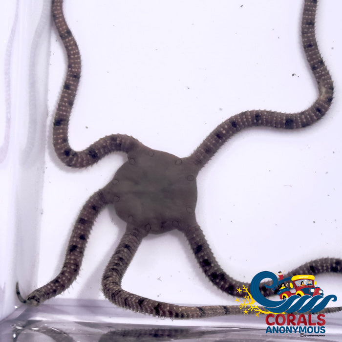 Serpent Starfish