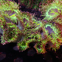 Ultra Pink Tip Neon Highlighter Elegance (2-3") - Corals Anonymous