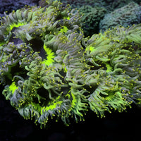 Ultra Yellow Tip Neon Highlighter Elegance (2-3") - Corals Anonymous