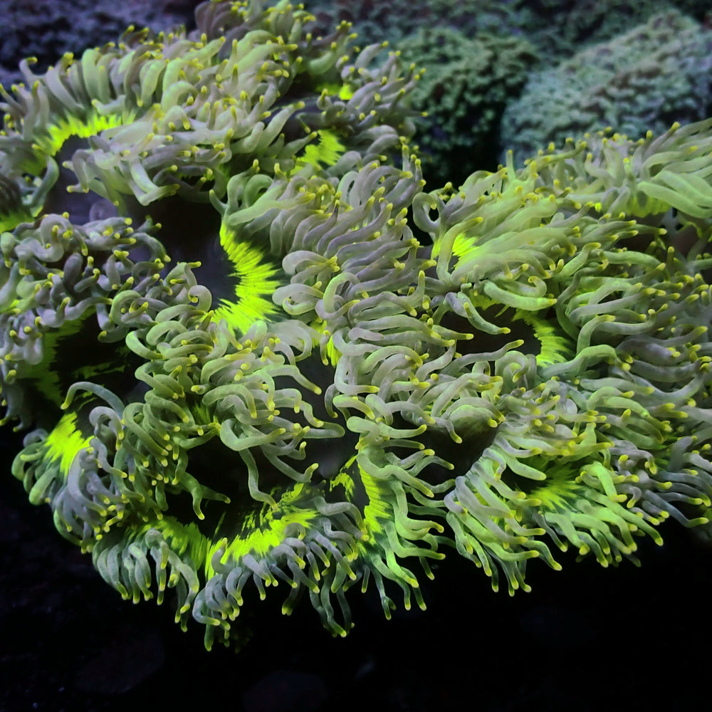 Ultra Yellow Tip Neon Highlighter Elegance (2-3