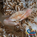 Xenia Swimming Crab