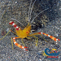 Yellow Banded Coral Shrimp (Stenopus Cyanoscelis)