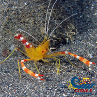 Yellow Banded Coral Shrimp (Stenopus Cyanoscelis)