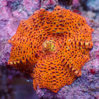 blood orange leopard discosoma mushroom
