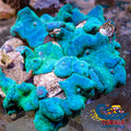 Blue Hypnotic Discosoma Mushroom Discosoma