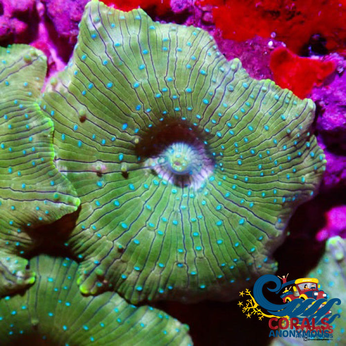 Blue-Speckled Discosoma Mushroom Discosoma