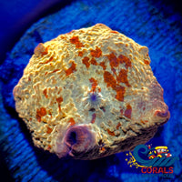 Eclectus Jawbreaker Discosoma Mushroom (0.5-1.5) Discosoma
