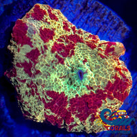 Eclectus Jawbreaker Discosoma Mushroom (0.5-1.5) Discosoma
