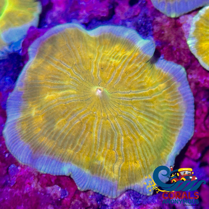 Gold Sea Dancer Discosoma Mushroom Discosoma