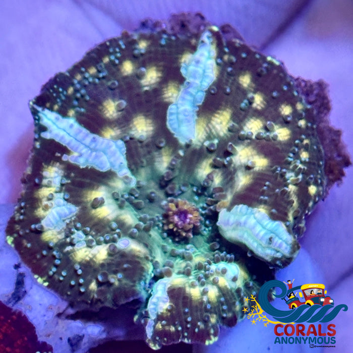 Gold Spotted Picasso Watermelon Discosoma Mushroom Discosoma