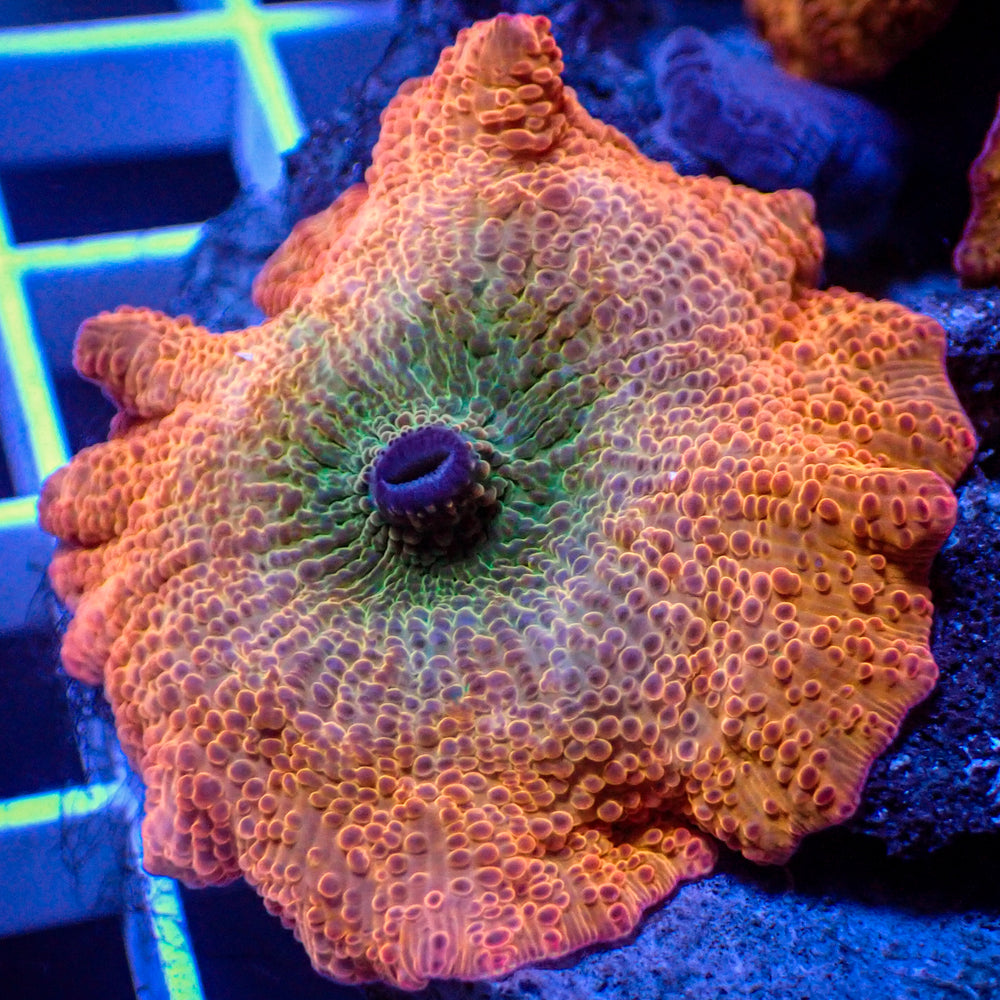 Iridescent Mystic Discosoma Mushroom