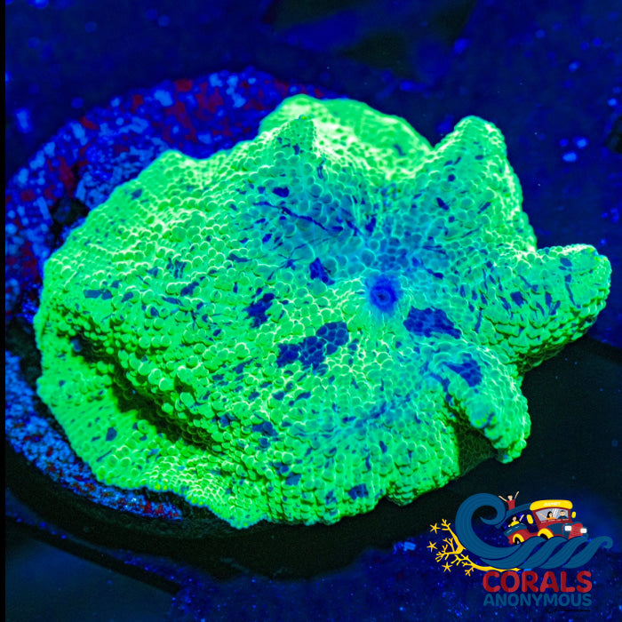 Kryptonite Jawbreaker Discosoma Mushroom