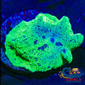 Kryptonite Jawbreaker Discosoma Mushroom Discosoma