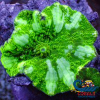 Marbled Watermelon Discosoma Mushroom Discosoma