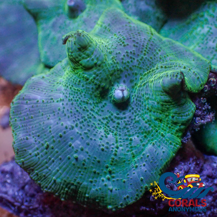 Metallic Emerald Green Discosoma Mushroom Discosoma