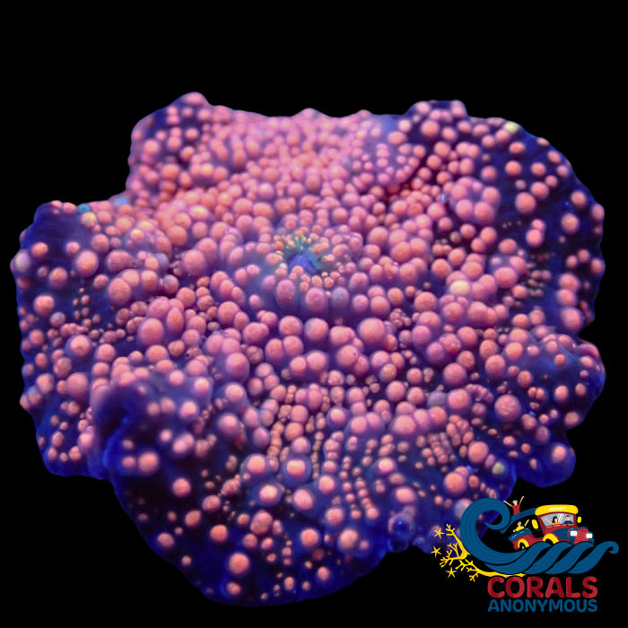 Pink Interstellar Discosoma Mushroom Discosoma