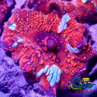 Speckled Crimson Discosoma Mushroom Discosoma