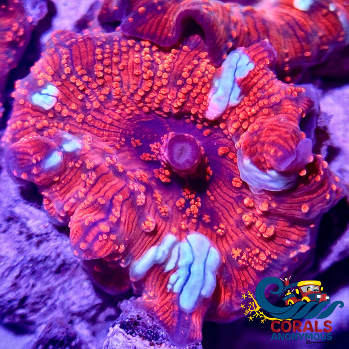 Speckled Crimson Discosoma Mushroom Discosoma