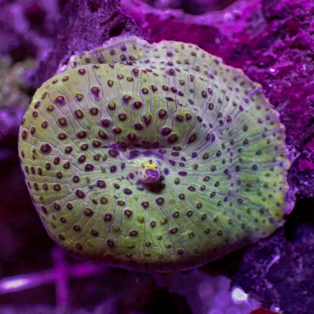Spotted Green Discosoma Mushroom - Corals Anonymous