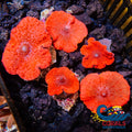 1 Red Discosoma Mushroom Discosoma