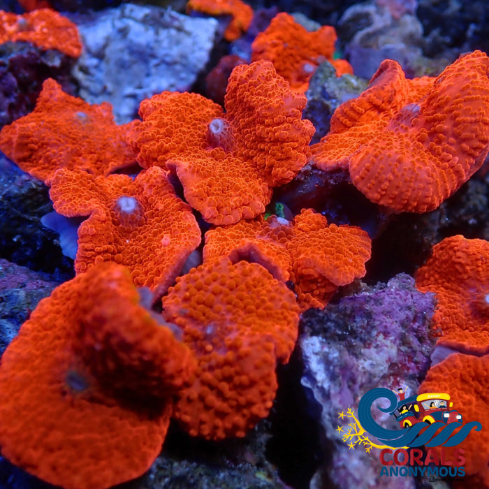 Strawberry Metallic Brightlighter Discosoma Mushroom Discosoma