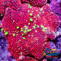 Ultra Bubbly Emerald Dynamite Discosoma Mushroom Discosoma