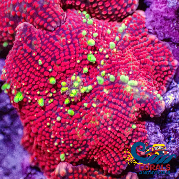 Ultra Bubbly Emerald Dynamite Discosoma Mushroom Discosoma