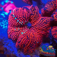 Ultra Crimson Vector Discosoma Mushroom Discosoma