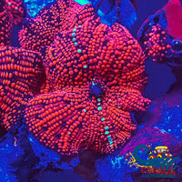Ultra Crimson Vector Discosoma Mushroom Discosoma