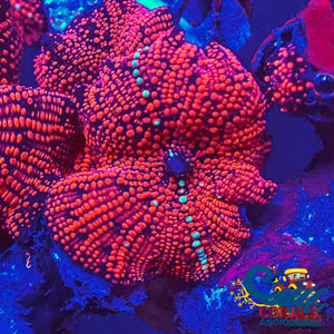 Ultra Crimson Vector Discosoma Mushroom Discosoma