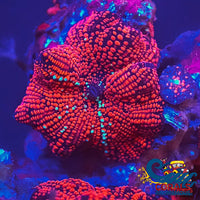 Ultra Crimson Vector Discosoma Mushroom Discosoma