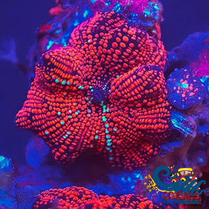 Ultra Crimson Vector Discosoma Mushroom Discosoma