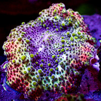Ultra Rainbow Fuchsia Pink Discosoma Mushroom - Corals Anonymous
