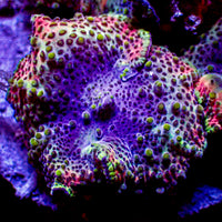 Ultra Rainbow Fuchsia Pink Discosoma Mushroom - Corals Anonymous
