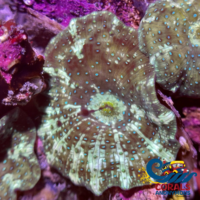 Watermelon Spotted Discosoma Mushroom Discosoma