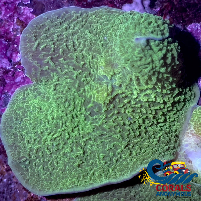 Green Elephant Ear Mushroom Discosoma