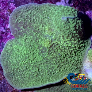 Green Elephant Ear Mushroom Discosoma