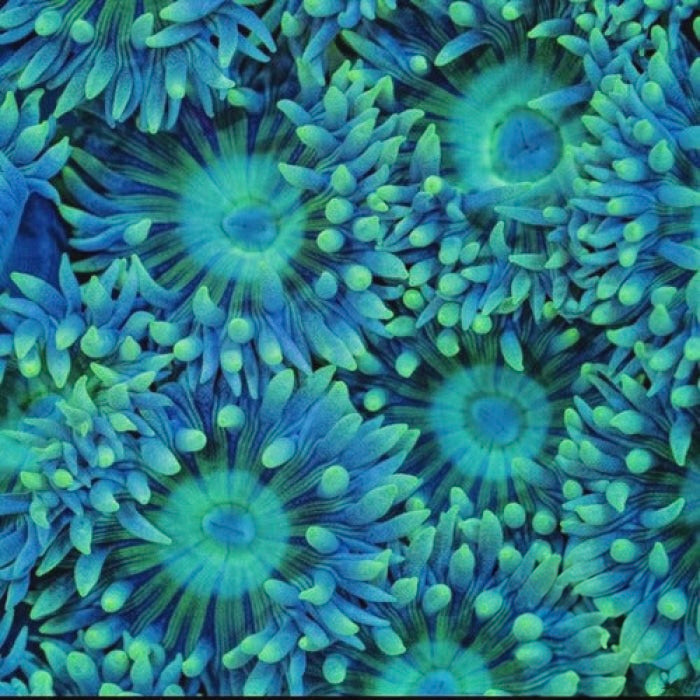 Mint Moon Duncan (⚫Black Friday Steal!) - Corals Anonymous